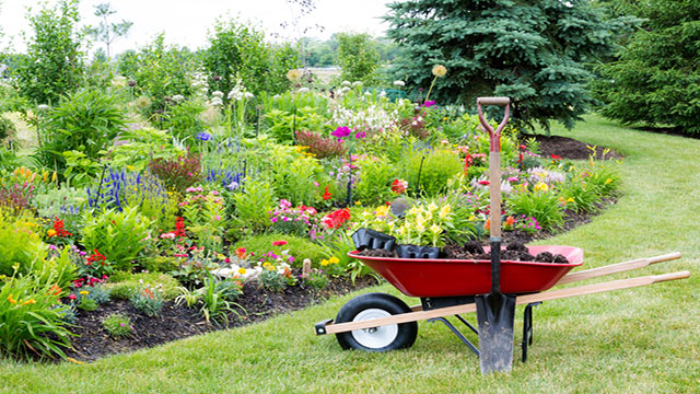 Corso Gratuito cura delle piante da giardinaggio 